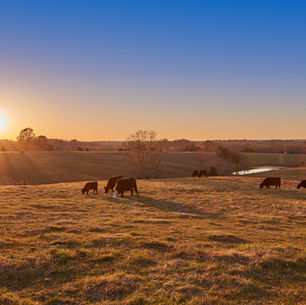 Fall Activities for the Cow Calf Herd: How-To & Why Tubs Work