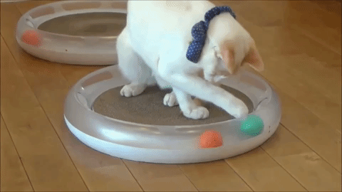 PETKIT CAT SCRATCHER キャットスクラッチャー ペットキット 猫