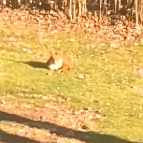 What does the fox say?