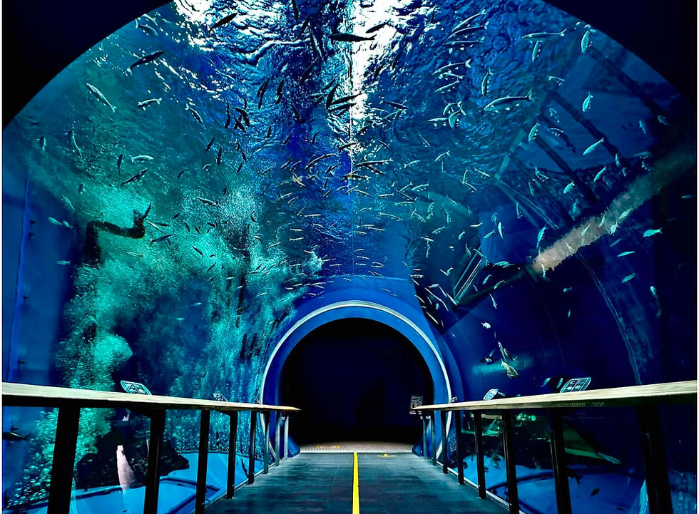 琵琶湖博物館　ナイトミュージアムのミニコンサートに出演