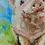 Thumbnail: Irish pig portrait original oil painting on wrapped cotton canvas