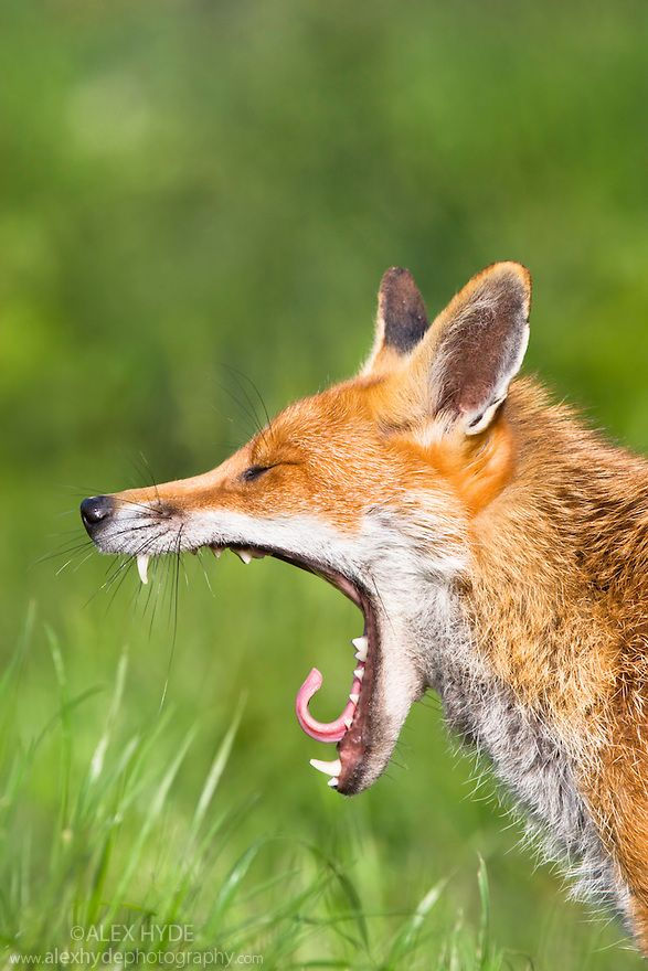 ree