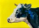Fluo Holstein cow original oil painting on wrapped canvas