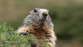 Notiziario della Federazione VI / 2018