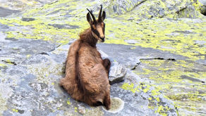 Notiziario della Federazione VI/ 2019