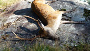 Caccia alta 2014: confermato il calo di catture
