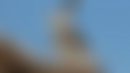 Notiziario della Federazione II/ 2019
