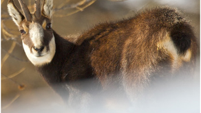 Serata FCTI sulla gestione del camoscio