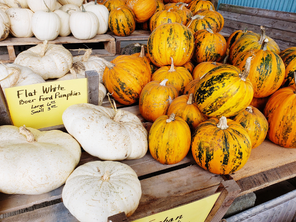 Pumpkin patch