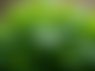 Unlocking the Healing Secrets of Parsley