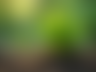 Unveiling the Wellness Wonders of Vetiver - a Healing Plant and Essential Oil  