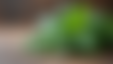 Discover the Healing Power of Sage