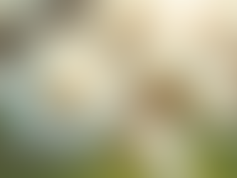 Exploring the Healing Wonders of Magnolia