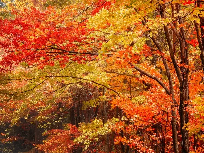 autumn-leaves___23185218040.webp