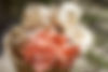 Colorful Oyster Mushroom Basket.jpeg