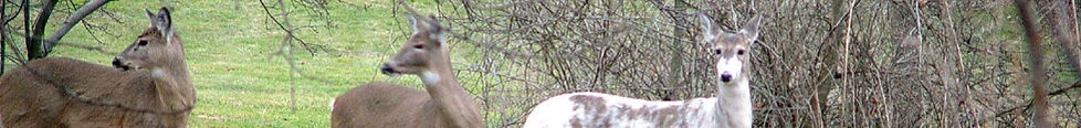 White-tailed Deer