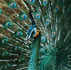 rendy-novantino-NgF--NZcUNE-unsplash.jpeg