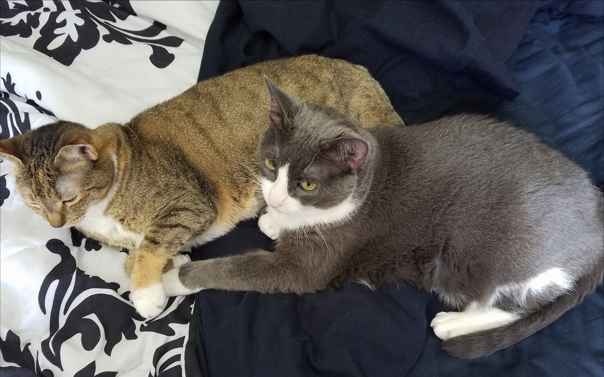 Dog Walking and Sitting Wilmington NC Cape Fear Pet Sittertting