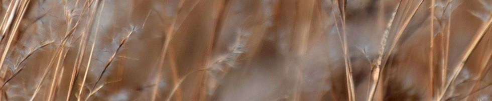 HomePage_Grasslands.JPG