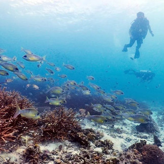 The Dearly Dive: A PADI Dive Center