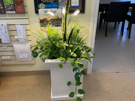 How We Use The Power Of Plants to Combat Respiratory illnesses