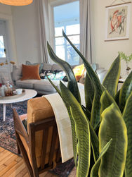 Plant Living Room.JPG