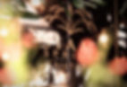 13246221_491769397689272_2921520084686617716_o_edited_edited.jpg