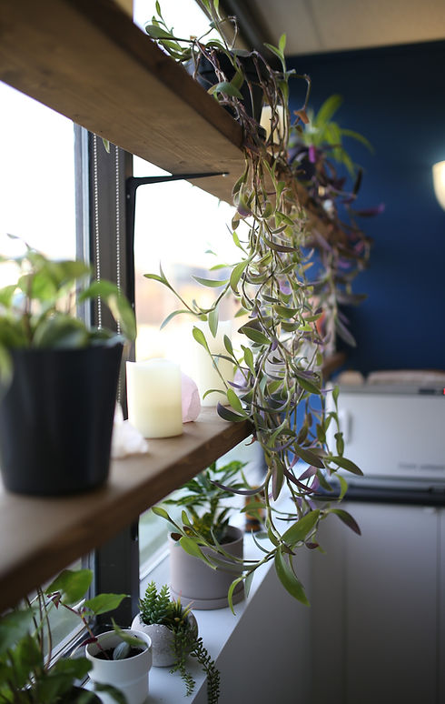 iava wellness plant wall with crystals and candles in treatment room
