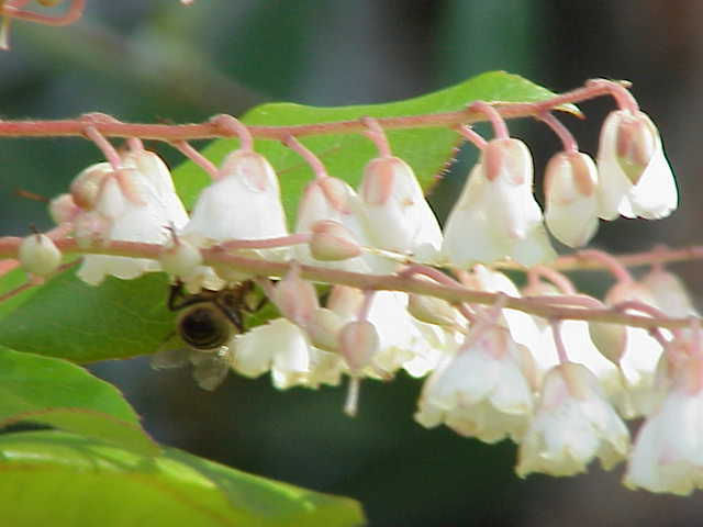 Clethra arbórea