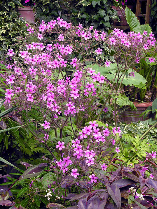 Geranium palmatum