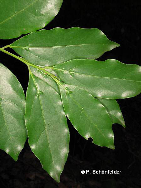 Ocotea foetens