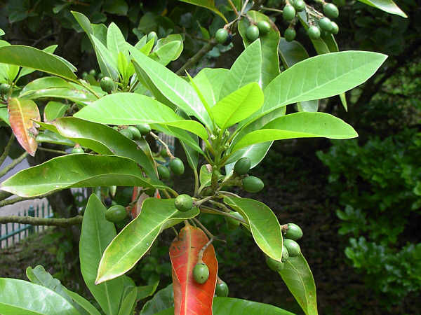 Persea indica