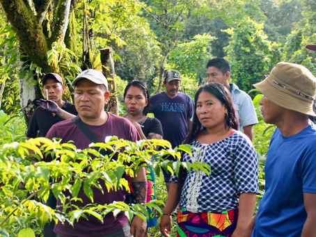 Reforestation Project in Rio Hondo and Platanares