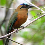 bird1_edited_edited.jpg