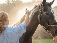 UK Hosepipe Bans & Your Horse