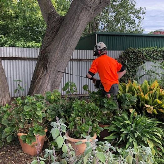 arborist adelaide