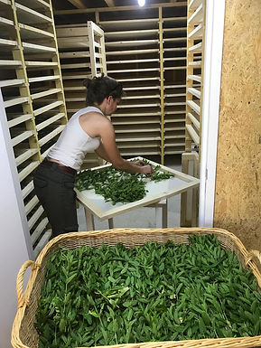 Karine Artman met ses plantes dans le séchoir