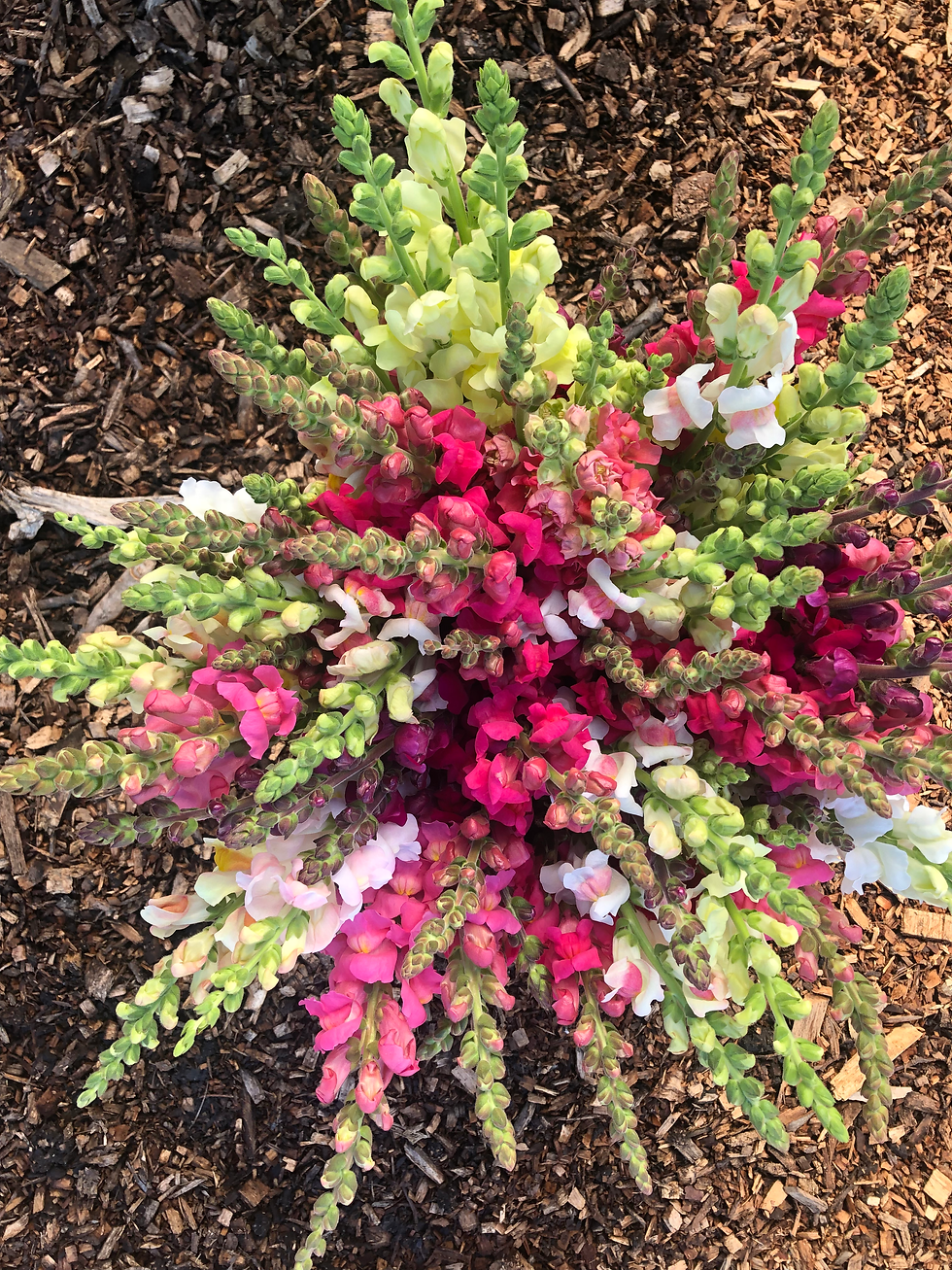 Snapdragons!