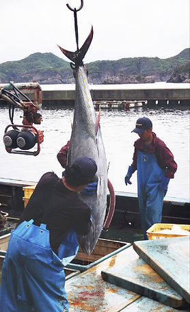 長崎県対馬で水揚げされるマグロ