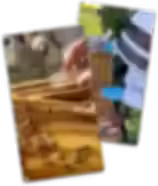 beekeeping.avif