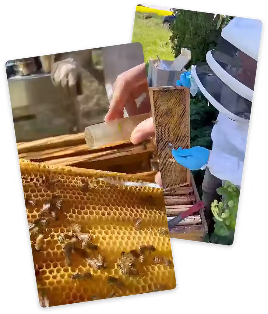 beekeeping.avif