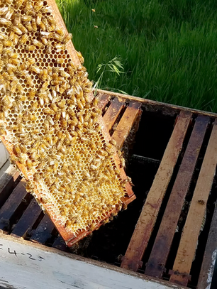 Early-Spring Beekeeping Checklist: Key Steps for a Strong Season