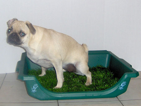 CAN YOU TRAIN A DOG TO USE LITTER BOX?