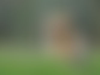 HOW TO TRAIN YOUR DOG TO COME WHEN CALLED