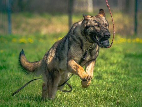 HOW OFTEN SHOULD I TRAIN MY DOG?