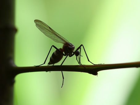 🐜🪳🐭 Plagas: el problema silencioso que puede afectar tu hogar o negocio