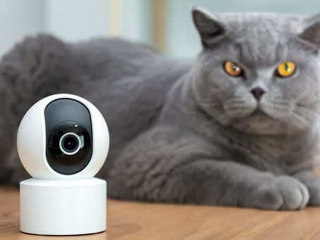 Alarme et animaux : comment protéger sa maison sans déclencher de fausses alertes ?