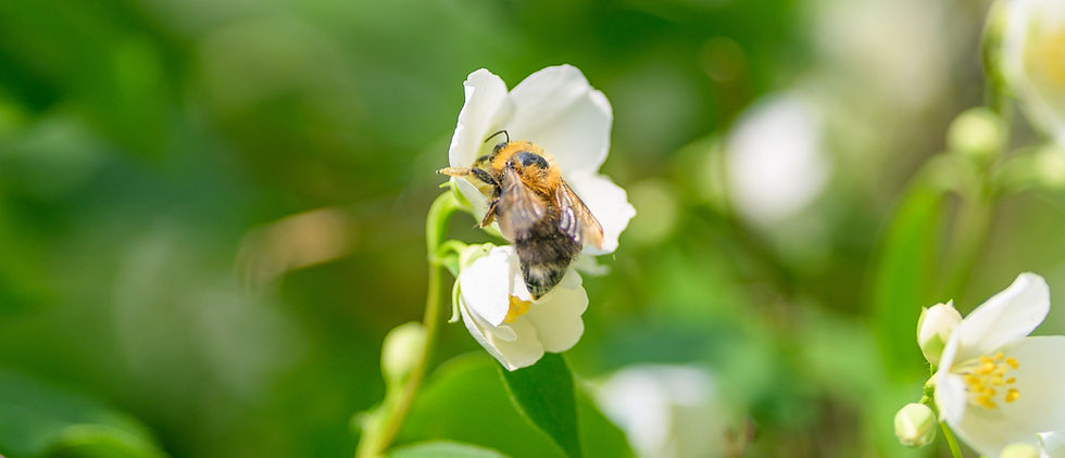 5 plantes pour attirer les pollinisateurs