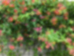 Lonicera × heckrottii