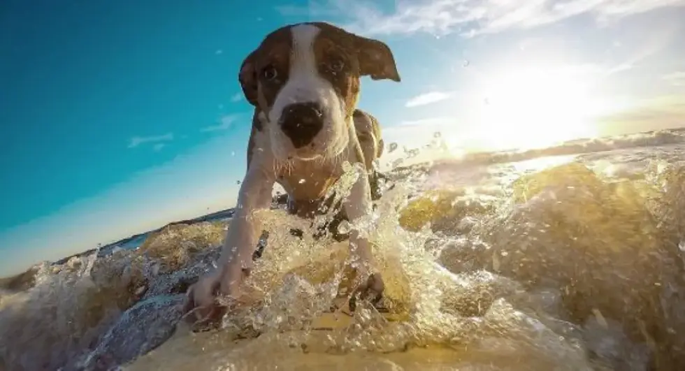 8 Essential Tips for Caring for Your Dog in the Summer Heat!
